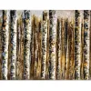 Witek Home Obraz na płótnie 100x150 cm Brzezina (253971) Clearance