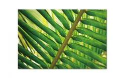 Witek Home Obraz szklany 120x80 Liść Areka Discount