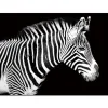 Witek Home Obraz szklany 120x80 Zebra (260280) Best