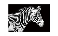 Witek Home Obraz szklany 120x80 Zebra (260280) Best